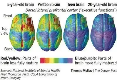 Executive Functioning Skills - Brain Development